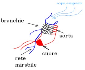 Schema circolatorio